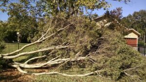 Fallen tree in backyard