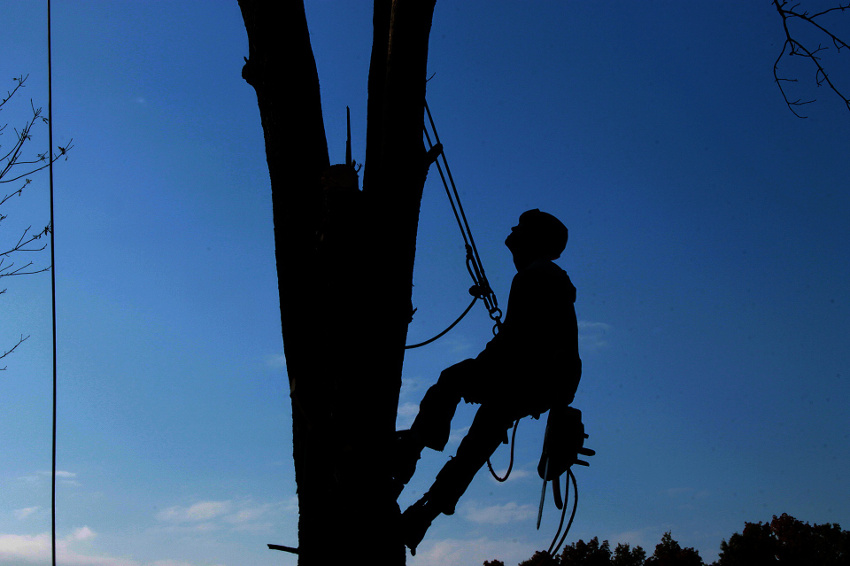 Man climbing tree with a chainsaw to do a tree removal service