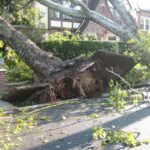 Tree s on sidewalk uprooted by storm