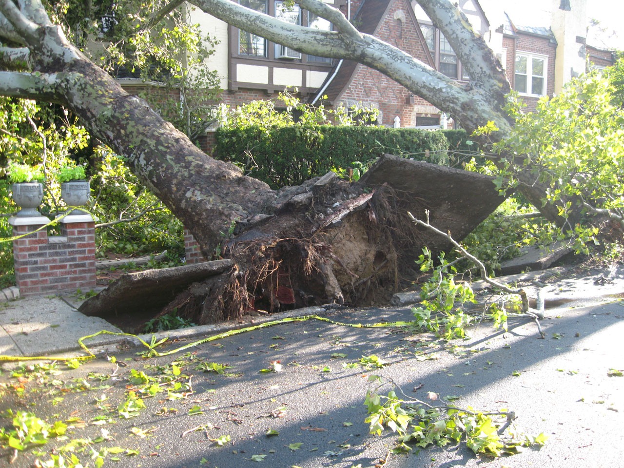 Tree s on sidewalk uprooted by storm