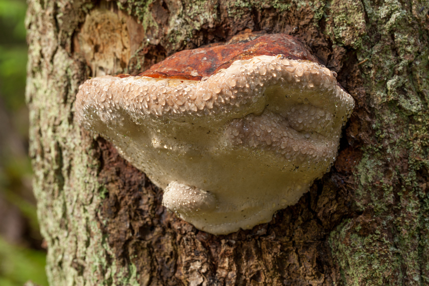 Parasitic mushroom grows on a stem of tree