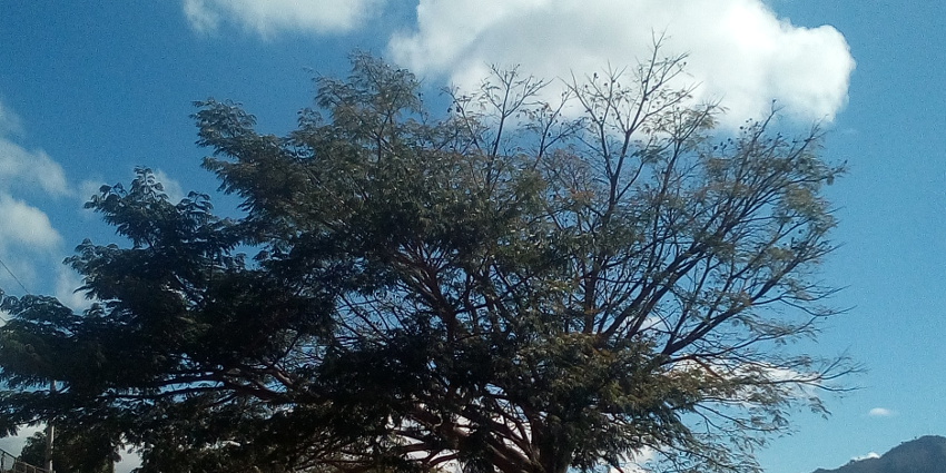 A tree crown with dieback