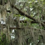 Spanish moss is not bad for trees