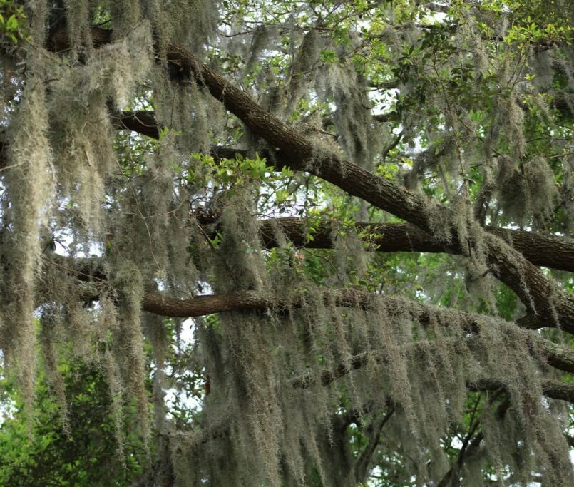 Spanish moss is not bad for trees