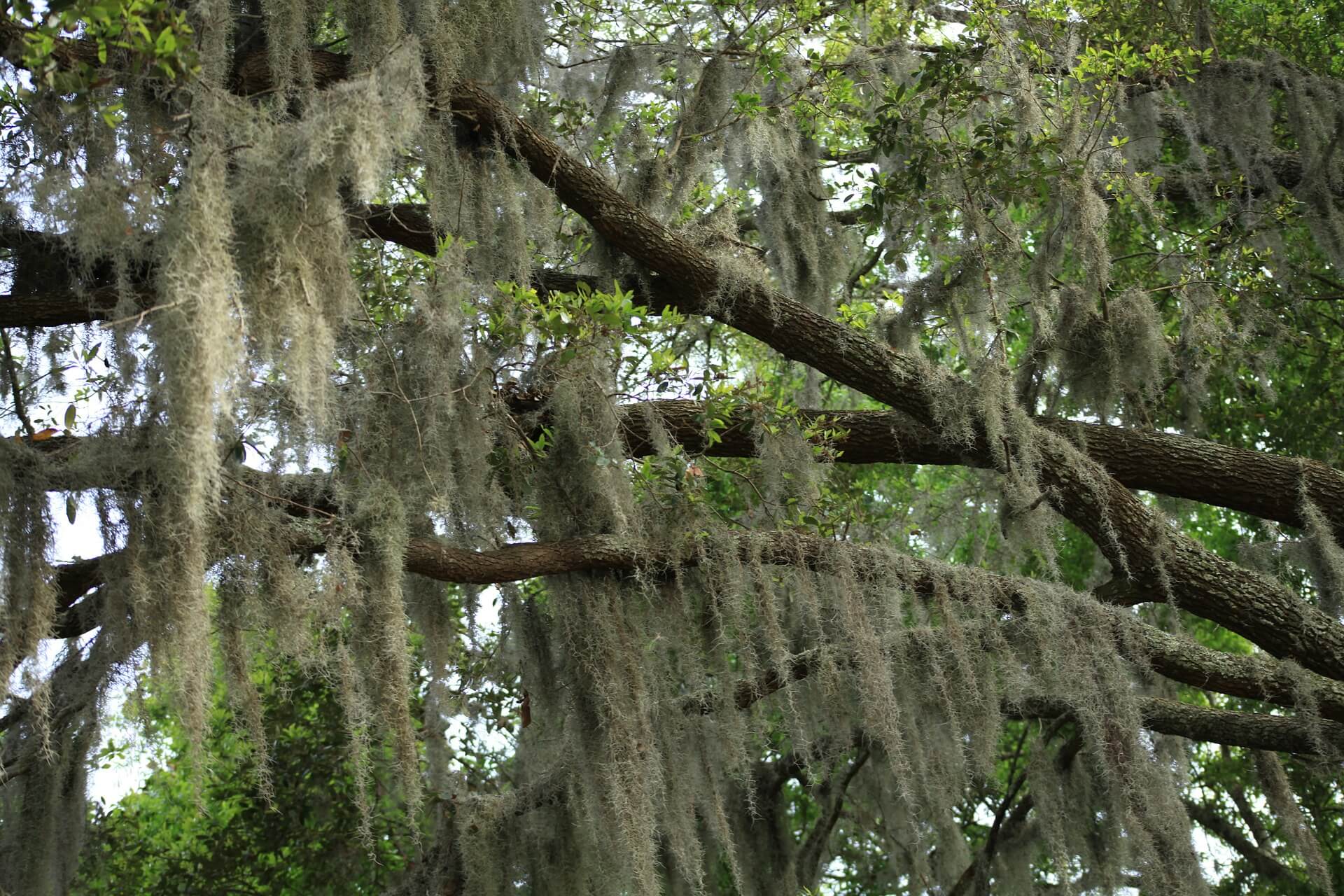 Spanish moss is not bad for trees