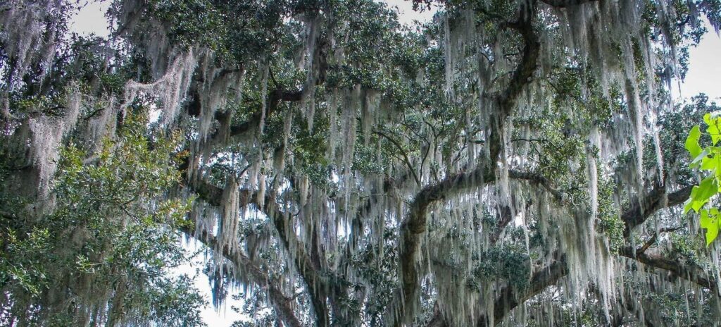 Tree were Spanish moss is growing