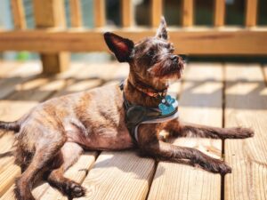 photo of brown dog lying down on a backyard wooden deck